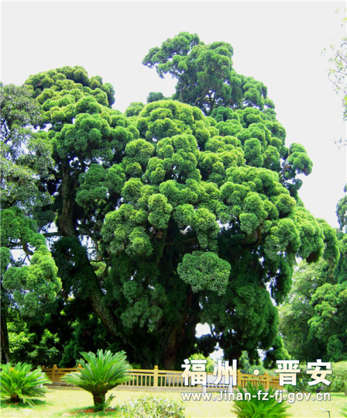鼓岭—柳杉王